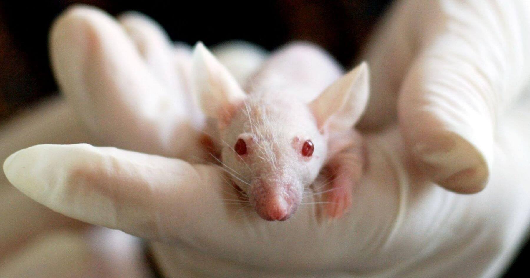 Newly created artificial wombs in mice raise concerns among abortion supporters