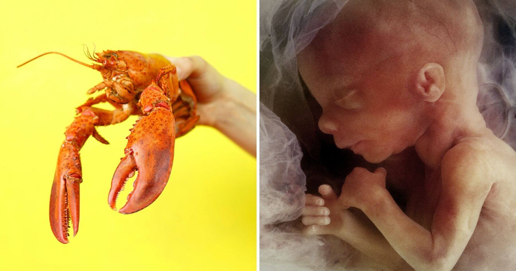 lobster unborn child