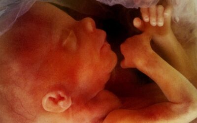 Press release – 59th anniversary of Abortion Act receiving royal assent, 11,256,470 lives lost since 1967